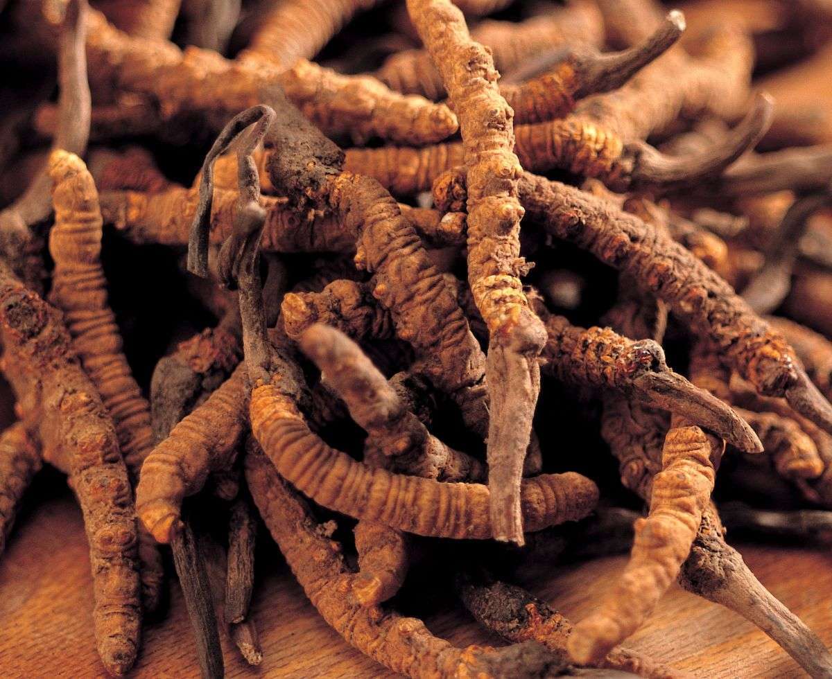Cordyceps Sinensis