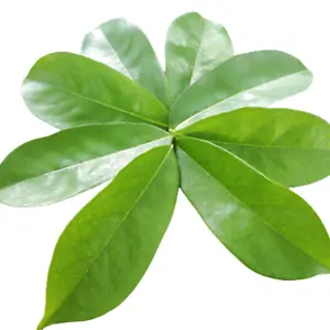 Organic Soursop Leaves Leaf Powder: Pure Ceylon Guanabana Graviola Annona for Optimal Health - Buy Online at Nilgiri Stores